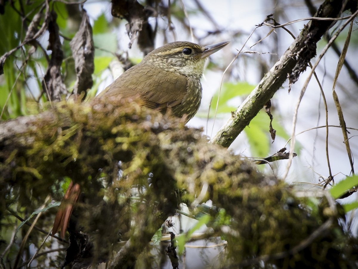 Buff-browed Foliage-gleaner - ML175098521