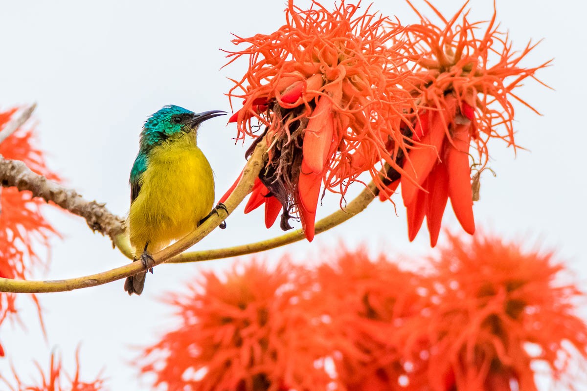 Collared Sunbird - ML175100131