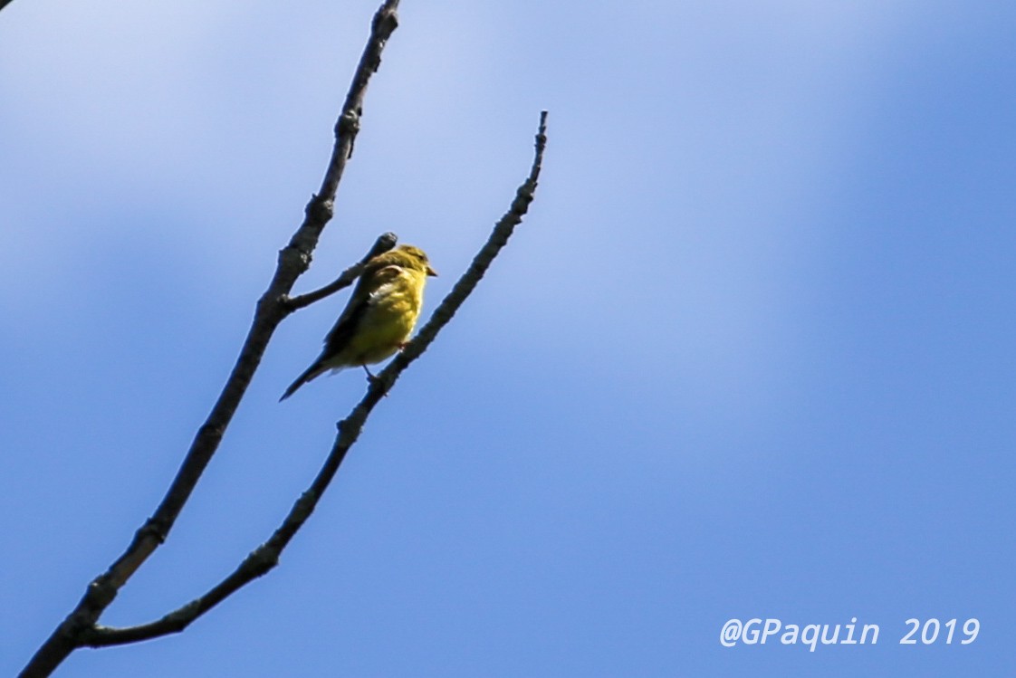 American Goldfinch - ML175102191