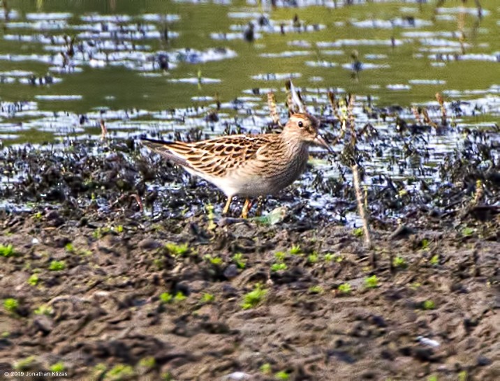 Pectoral Sandpiper - ML175102341