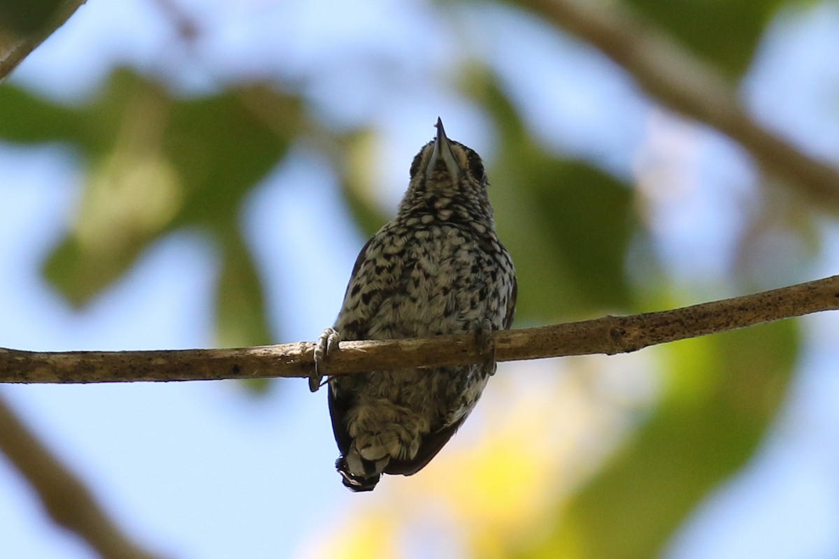 White-wedged Piculet - Jeffrey Anderson