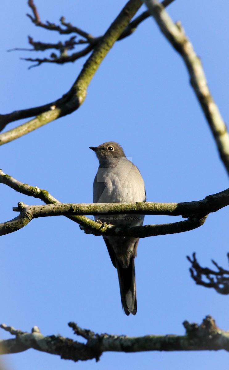 Townsend's Solitaire - ML175104291