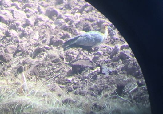 Andean Ibis - mark smith