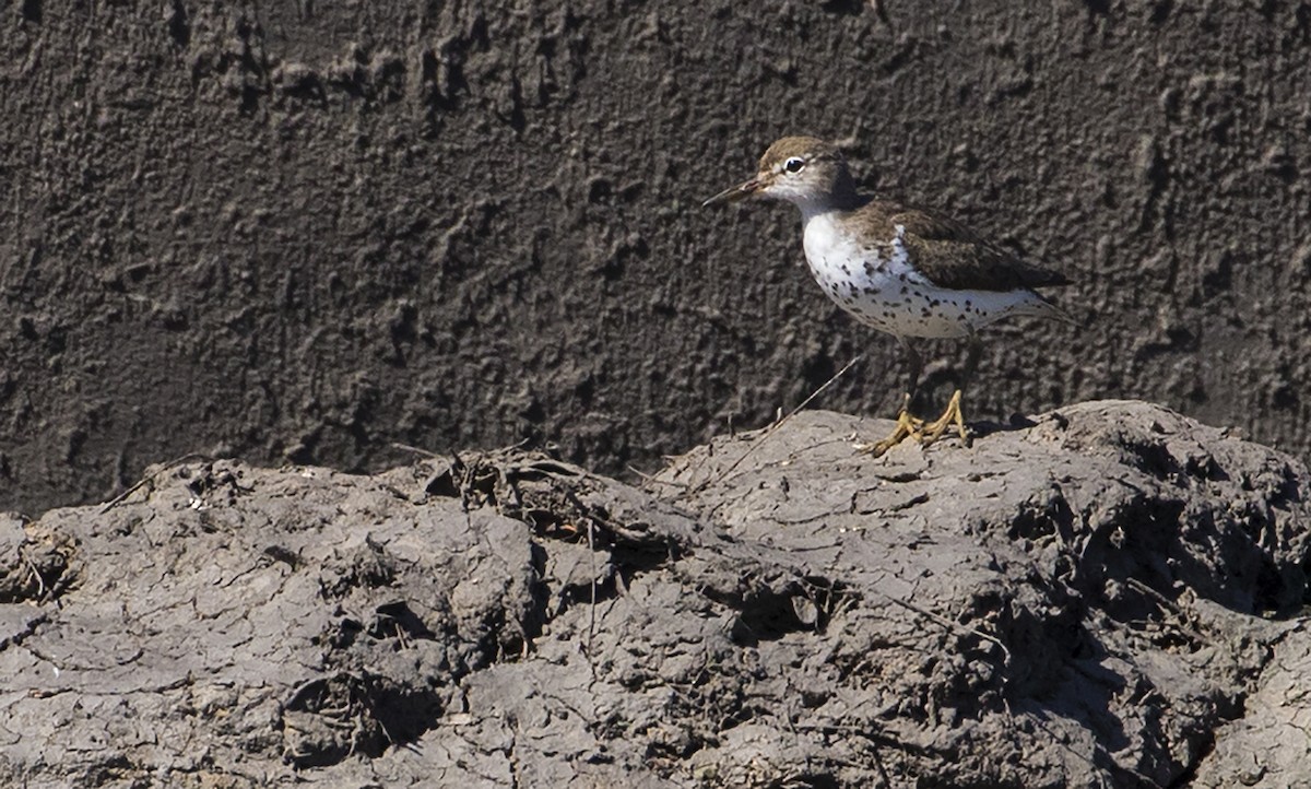 Spotted Sandpiper - Jason Lott