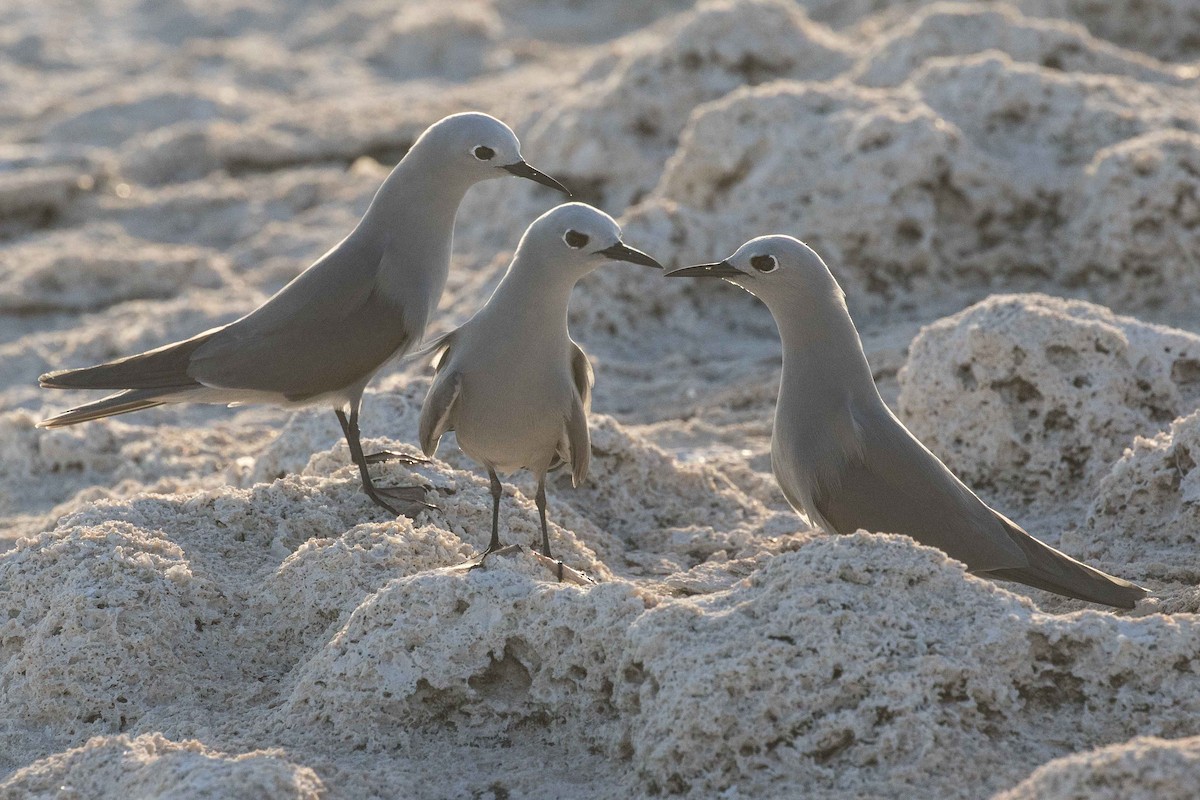 Blue-gray Noddy - Eric VanderWerf