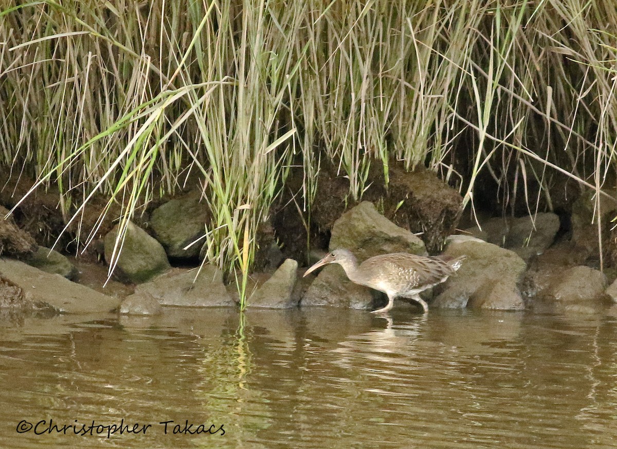 Clapper Rail - ML175109591