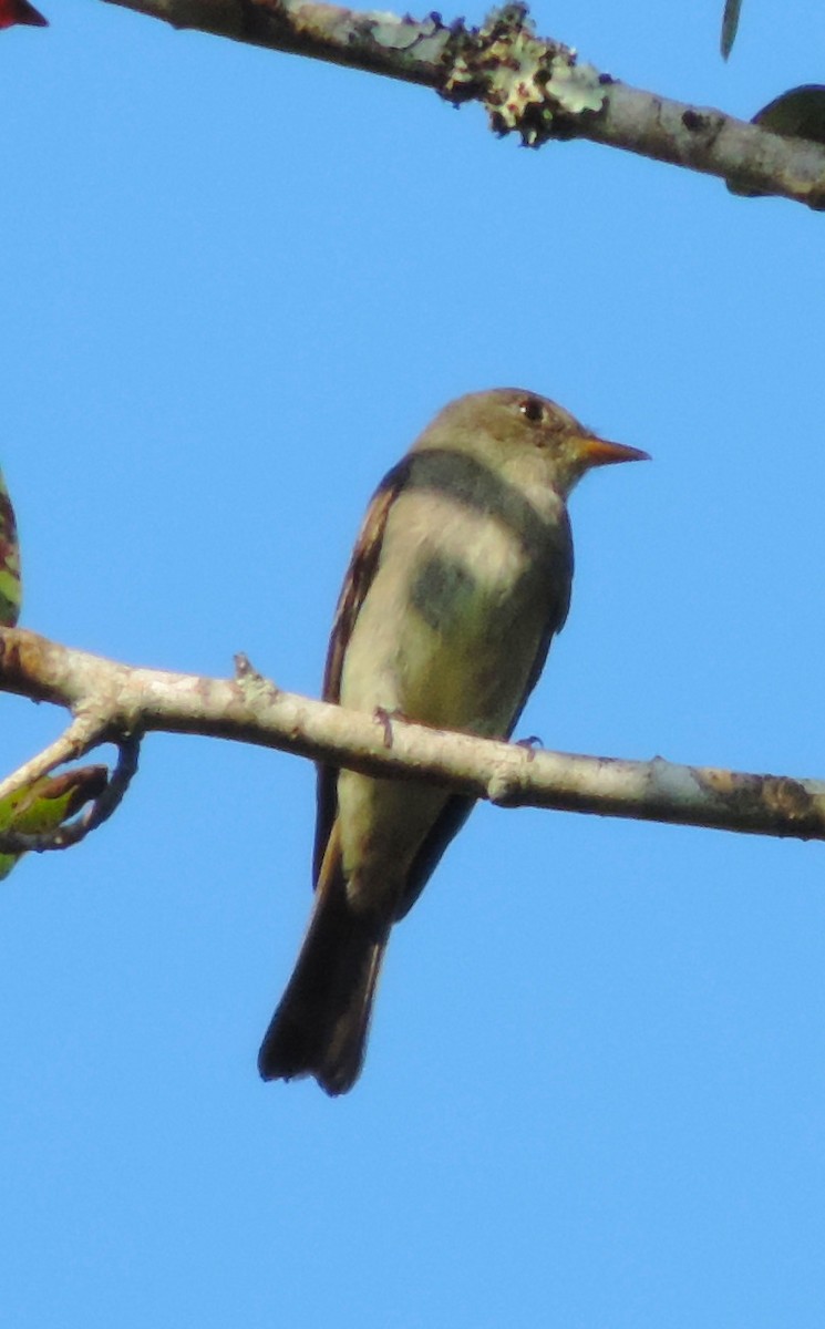 Eastern Wood-Pewee - ML175109821