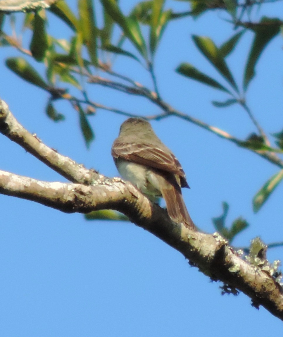 Eastern Wood-Pewee - ML175109901