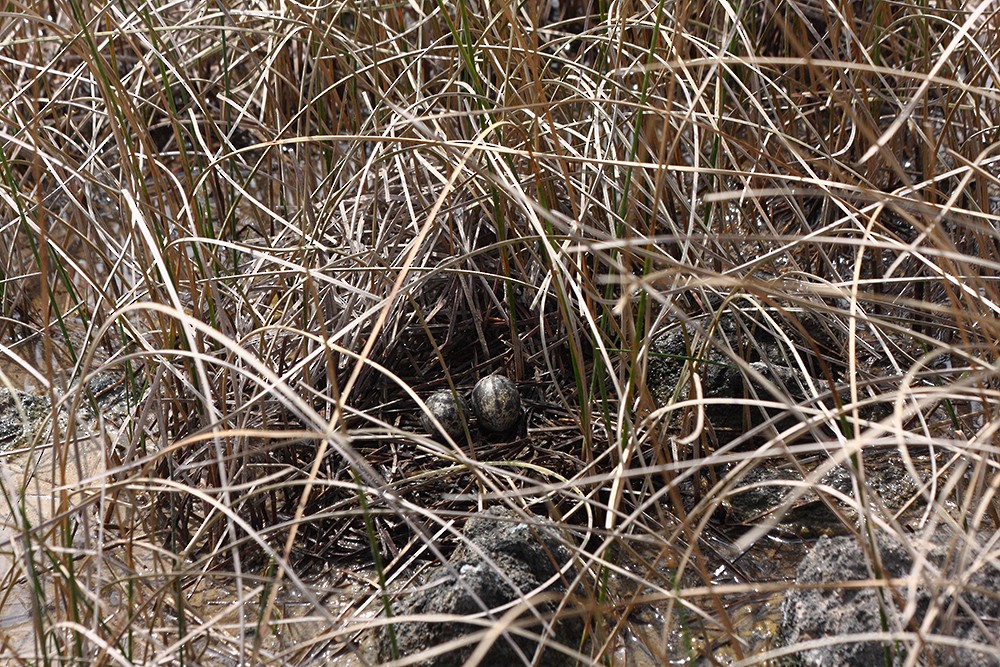 South American Painted-Snipe - ML175110751