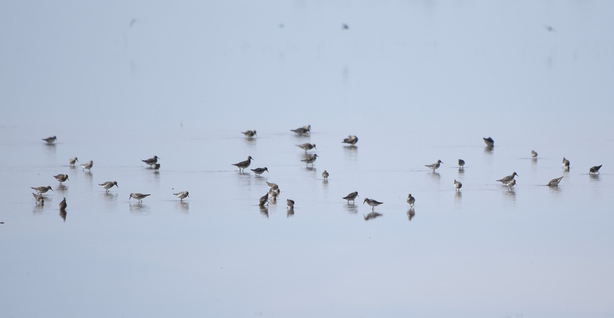 White-rumped Sandpiper - ML175110821