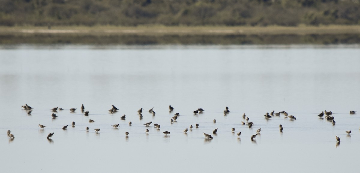 White-rumped Sandpiper - ML175110831