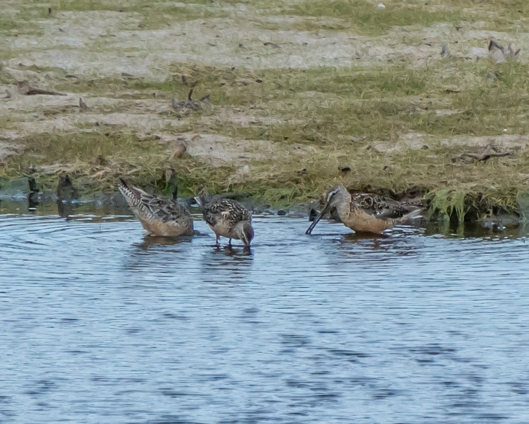 Long-billed Dowitcher - ML175111941