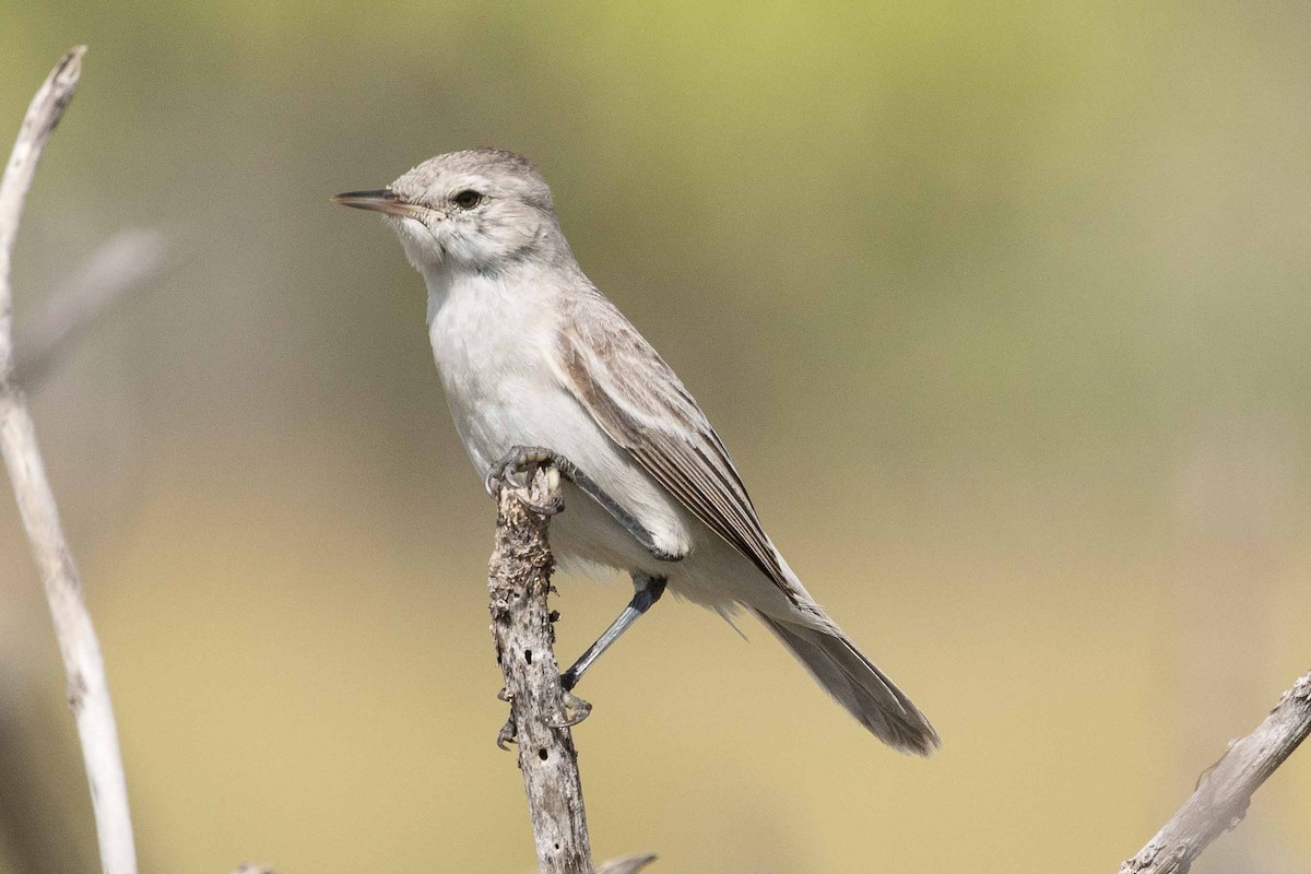 Kiritimati Reed Warbler - ML175114461