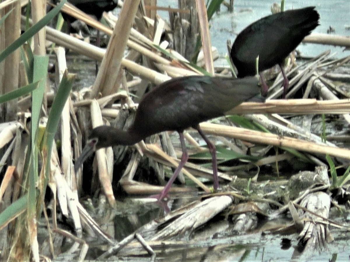 ibis americký - ML175114651