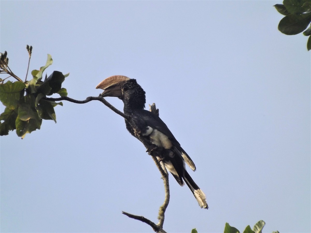 Silvery-cheeked Hornbill - Mike Tuer