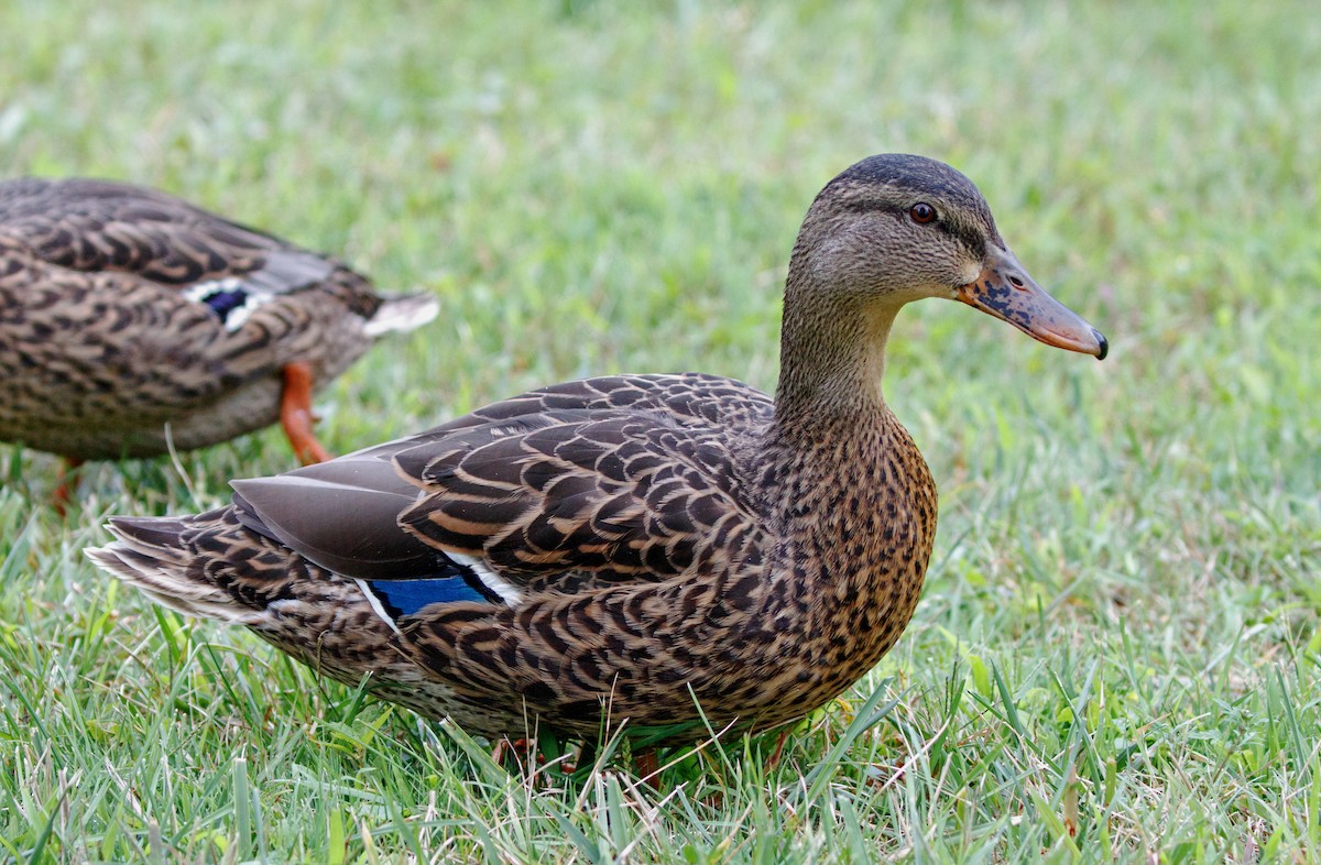 Mallard - ML175115751