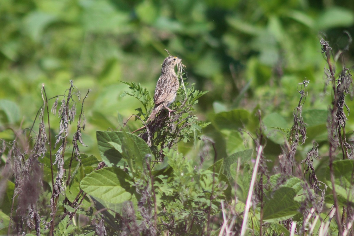 Grasshopper Sparrow - ML175115961