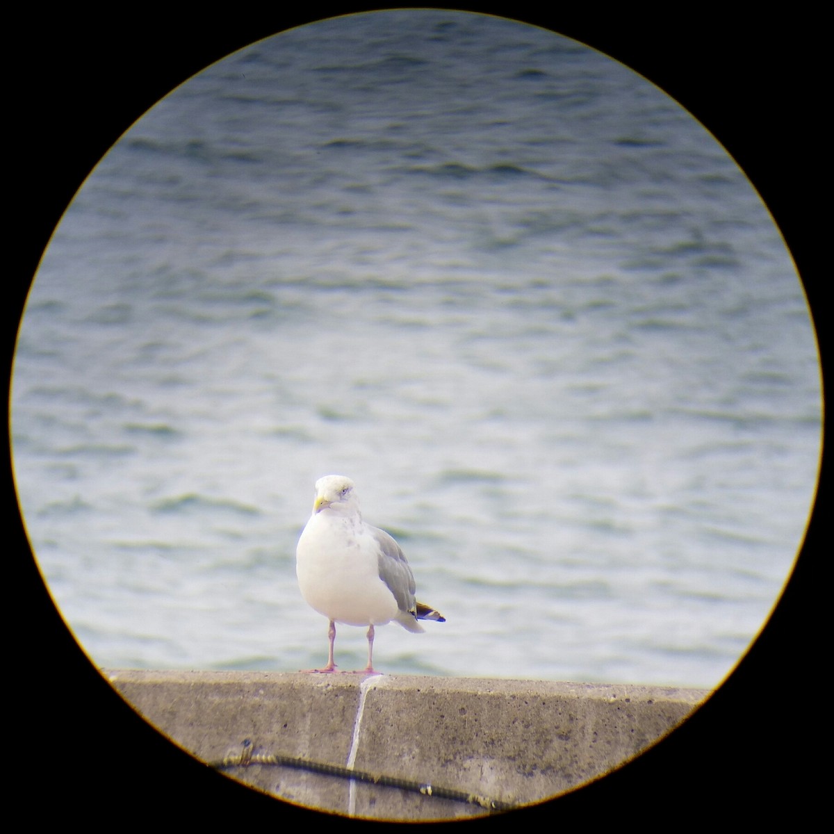 Herring Gull - ML175116441