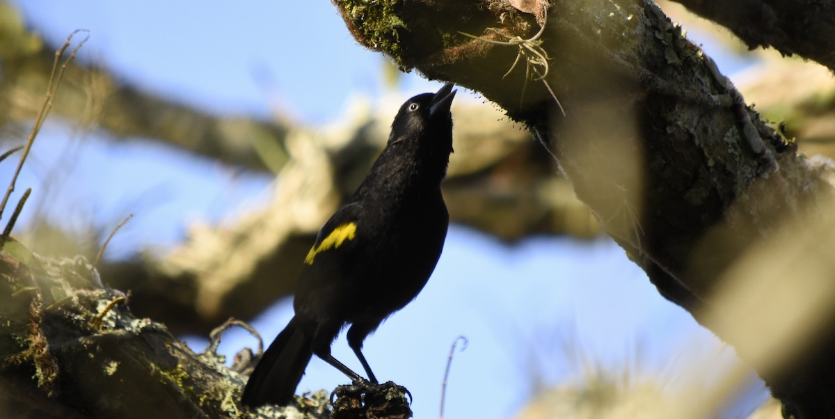 Golden-winged Cacique - ML175116751