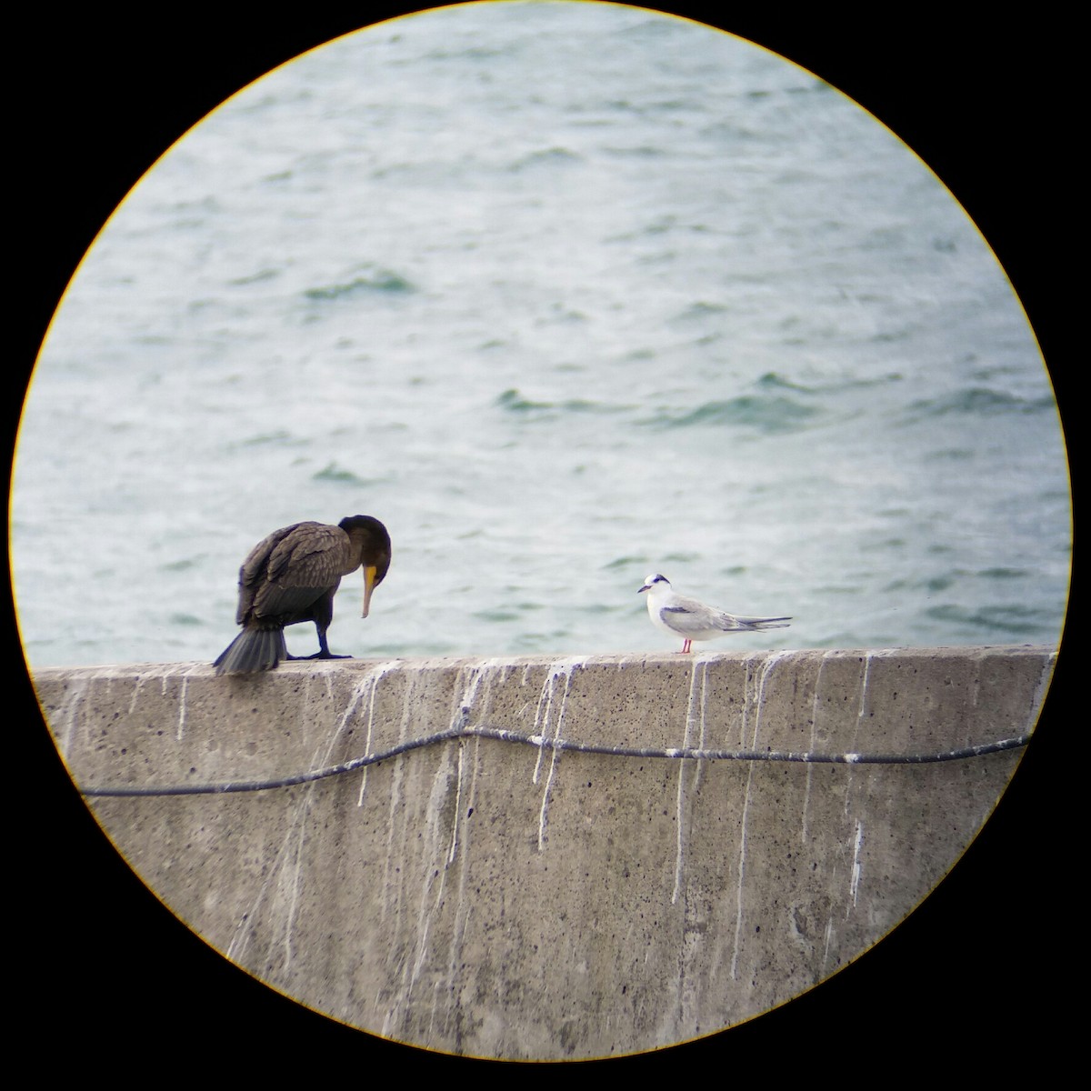 Double-crested Cormorant - ML175116781