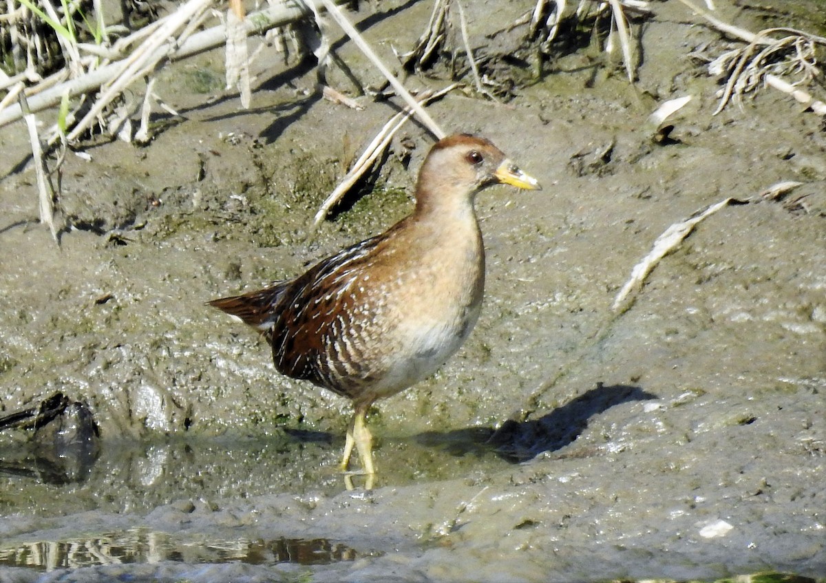 Polluela Sora - ML175117671