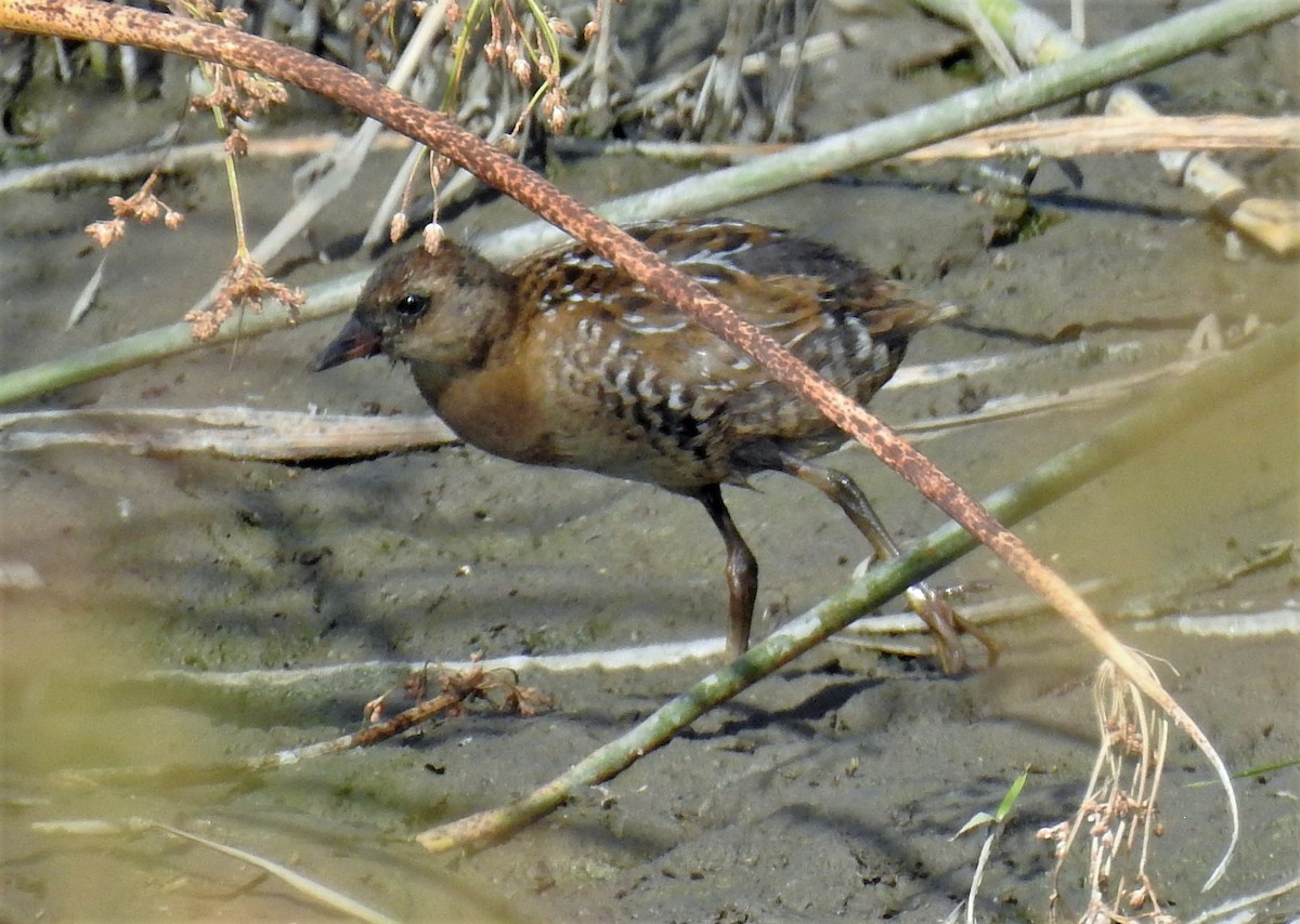 Polluela Sora - ML175117701