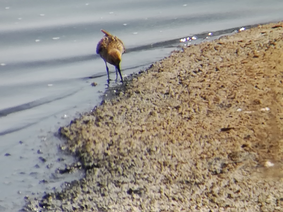 Dunlin - ML175117741