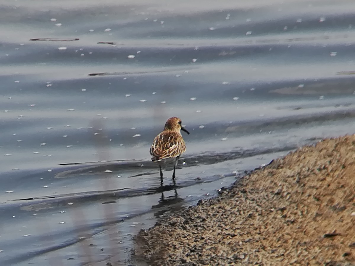 Dunlin - ML175117761