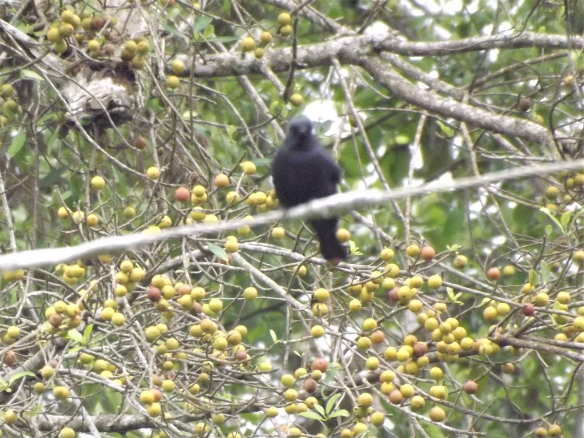 Square-tailed Drongo - Mike Tuer