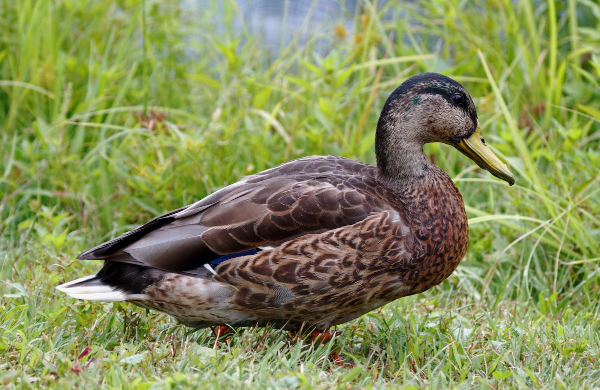 Mallard - ML175117991