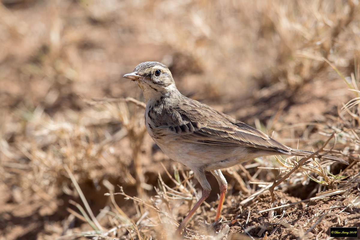 African Pipit - ML175118541