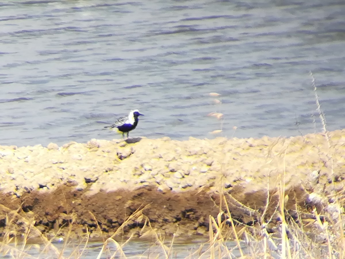 Black-bellied Plover - ML175118791