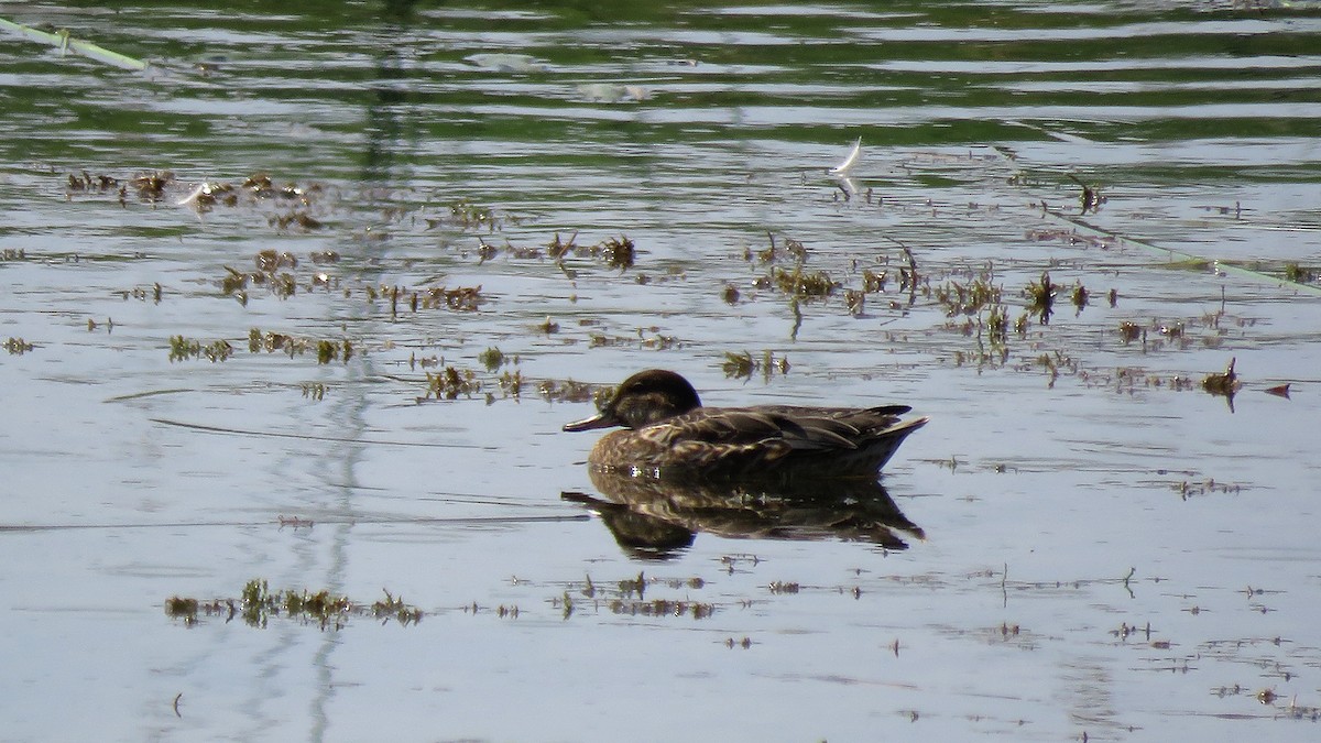 Green-winged Teal - ML175119791