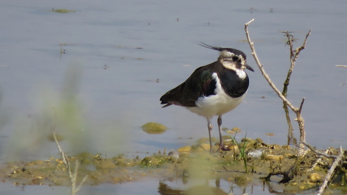Northern Lapwing - Pedro Fernandes
