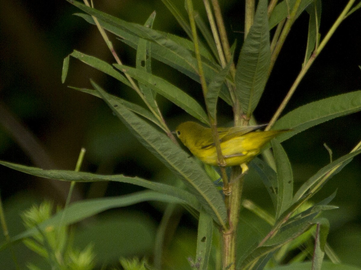 Yellow Warbler - Phil Stouffer