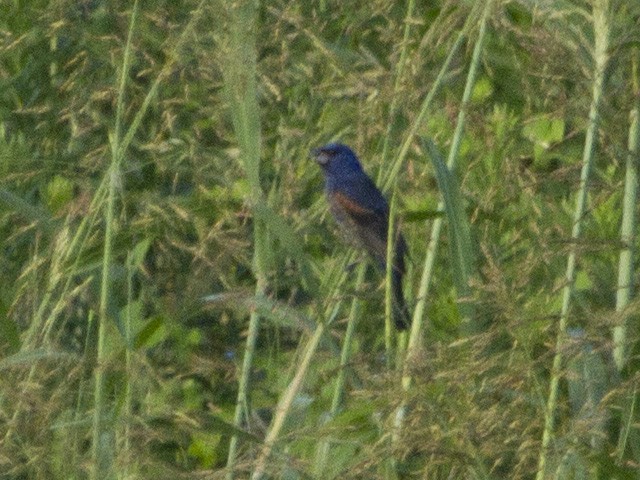 Blue Grosbeak - ML175120631