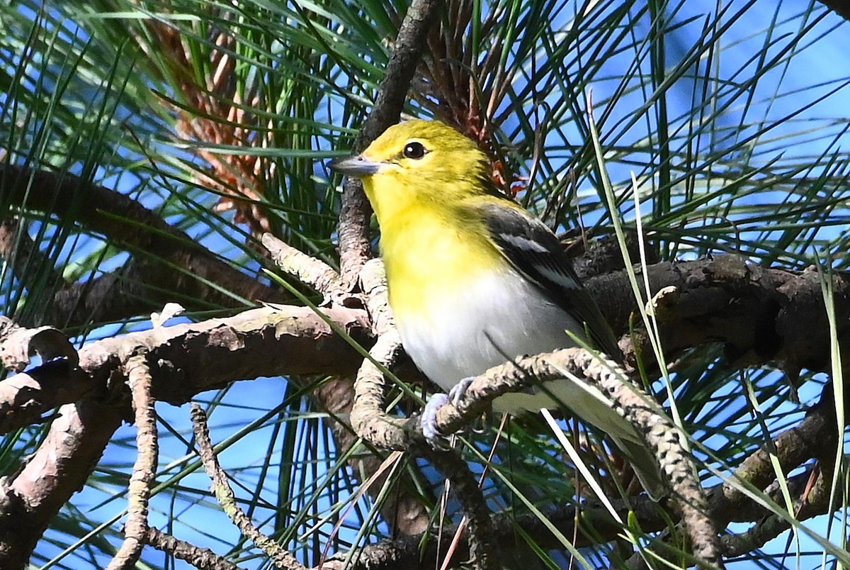 Yellow-throated Vireo - ML175122111