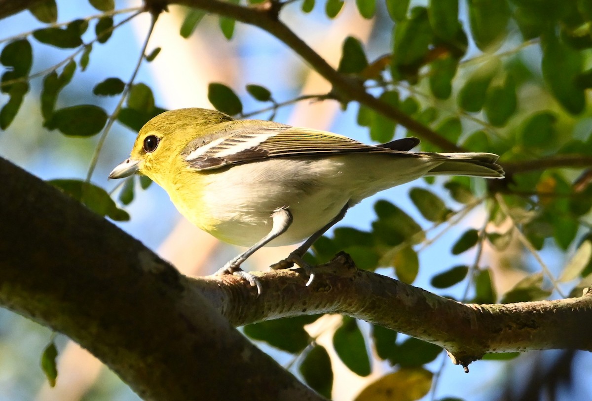 Yellow-throated Vireo - ML175122121