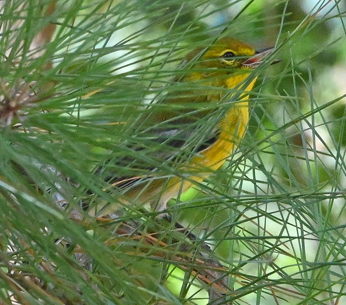 Pine Warbler - ML175122191