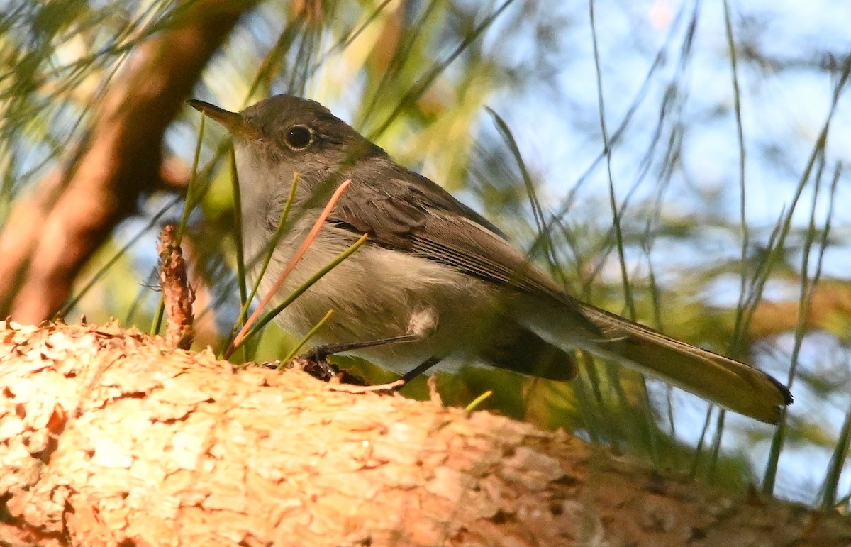 Blue-gray Gnatcatcher - ML175122261