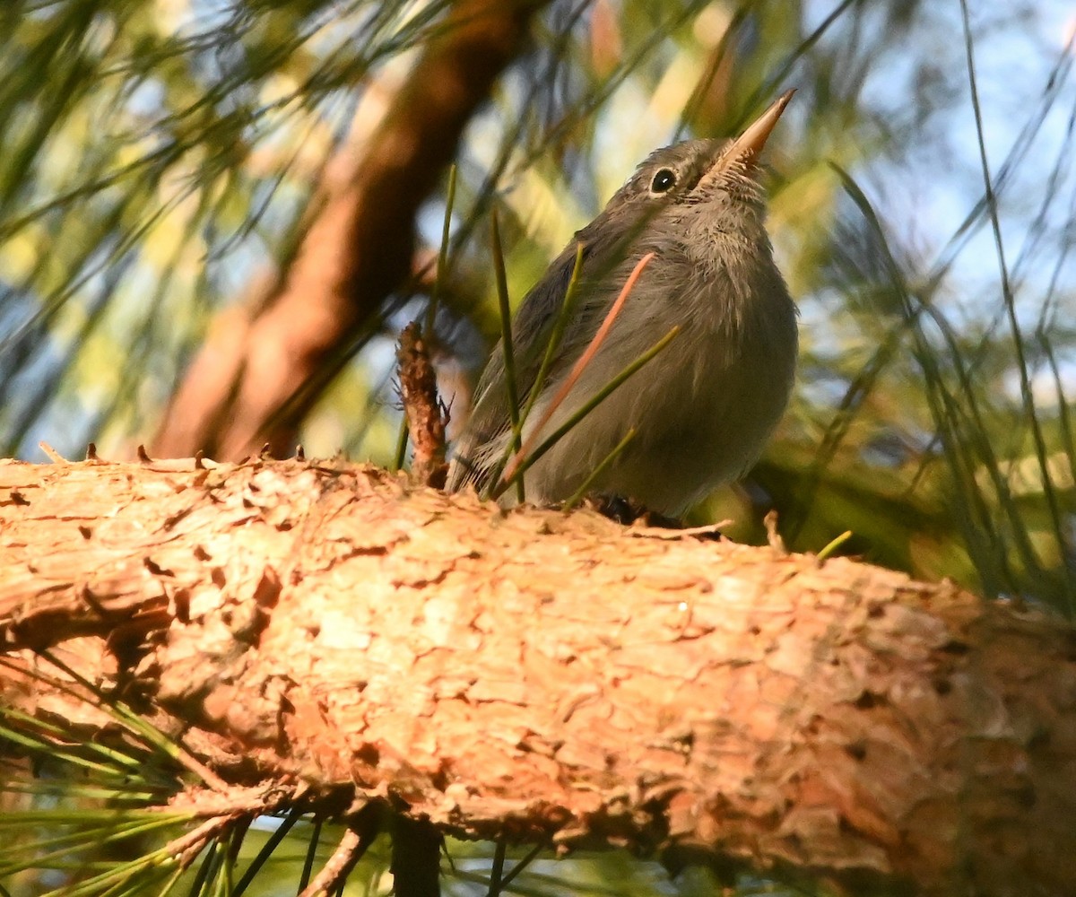 Blue-gray Gnatcatcher - ML175122271