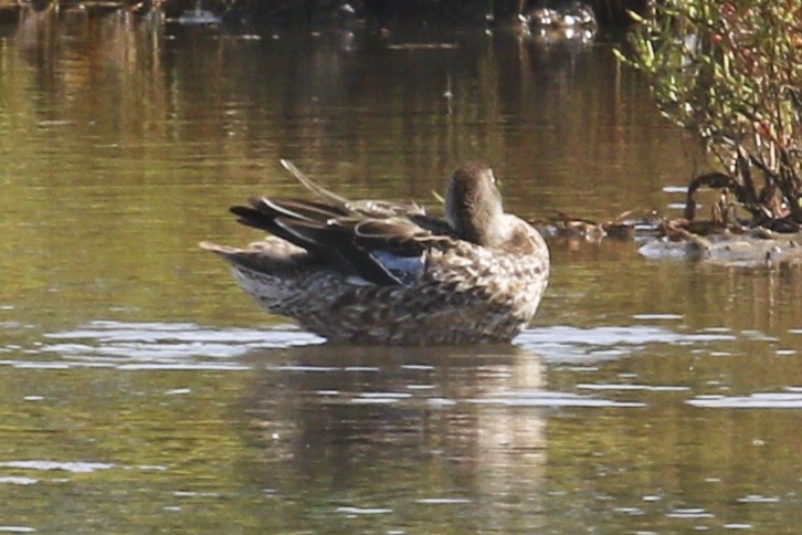 Blue-winged Teal - Steven Whitebread