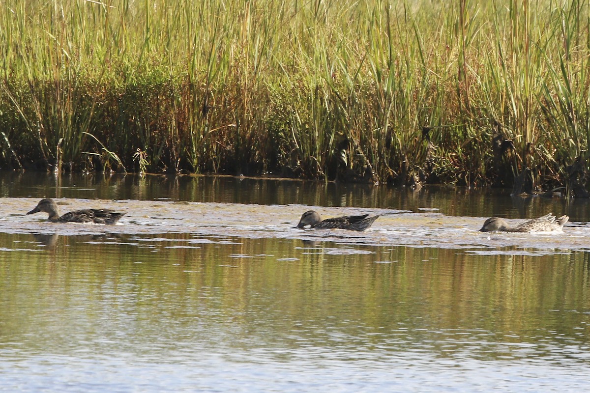 Blue-winged Teal - ML175123391