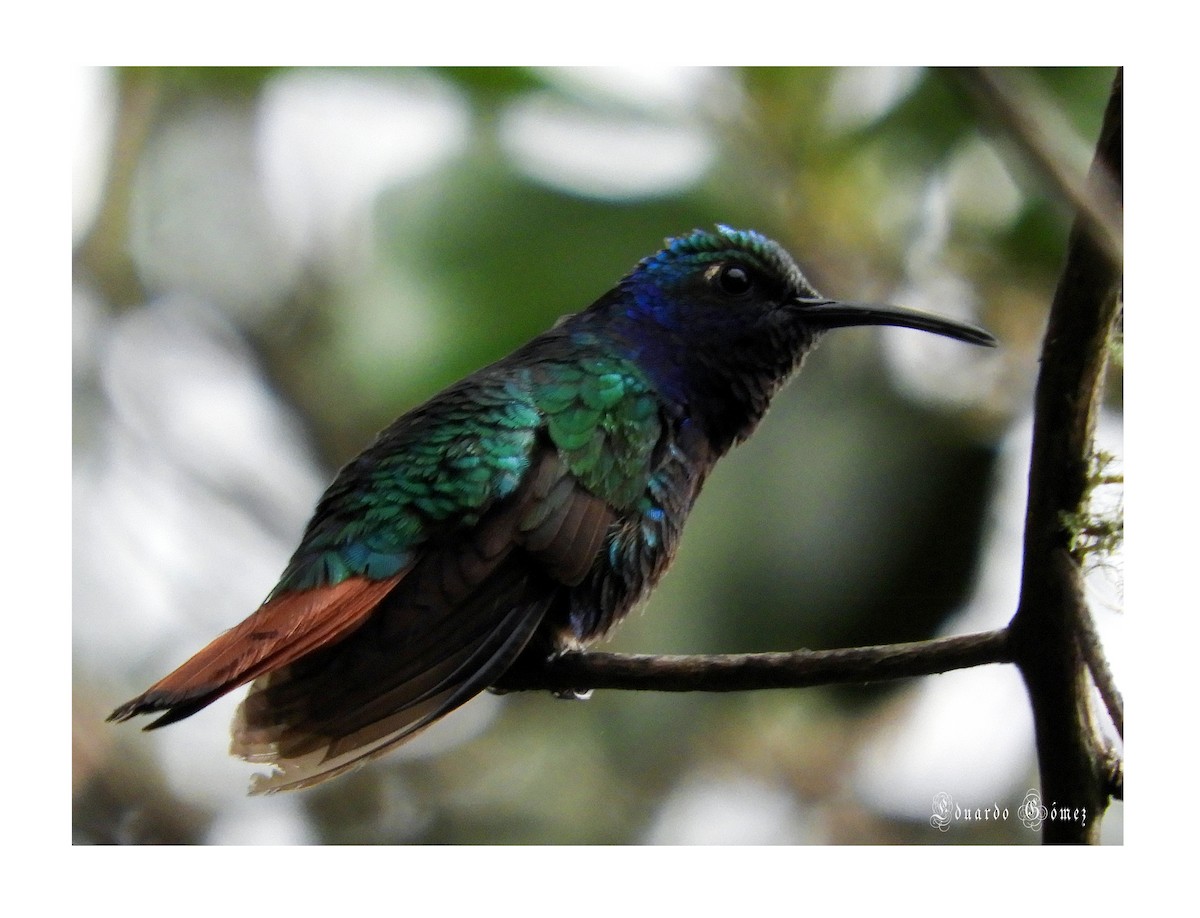 Lazuline Sabrewing - ML175123681