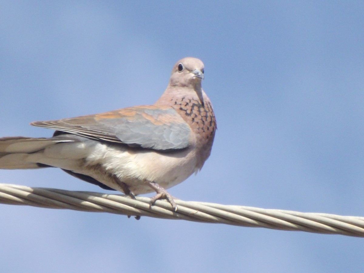 Laughing Dove - Mike Tuer