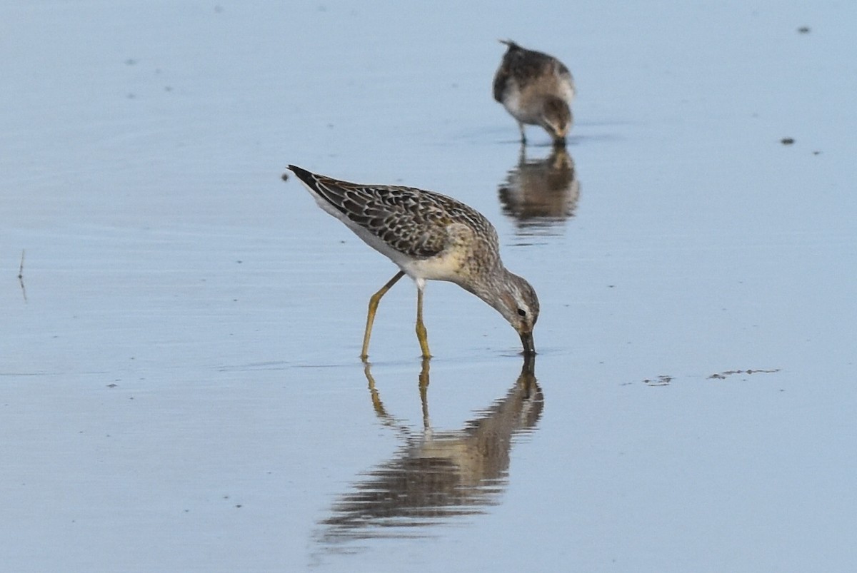 Stilt Sandpiper - Caleb Strand