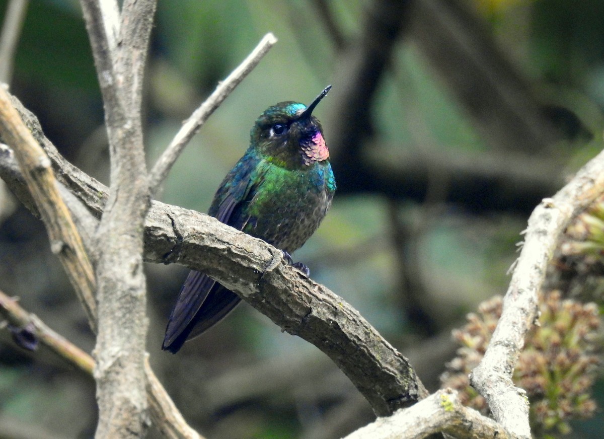 Colibrí Turmalina - ML175125391