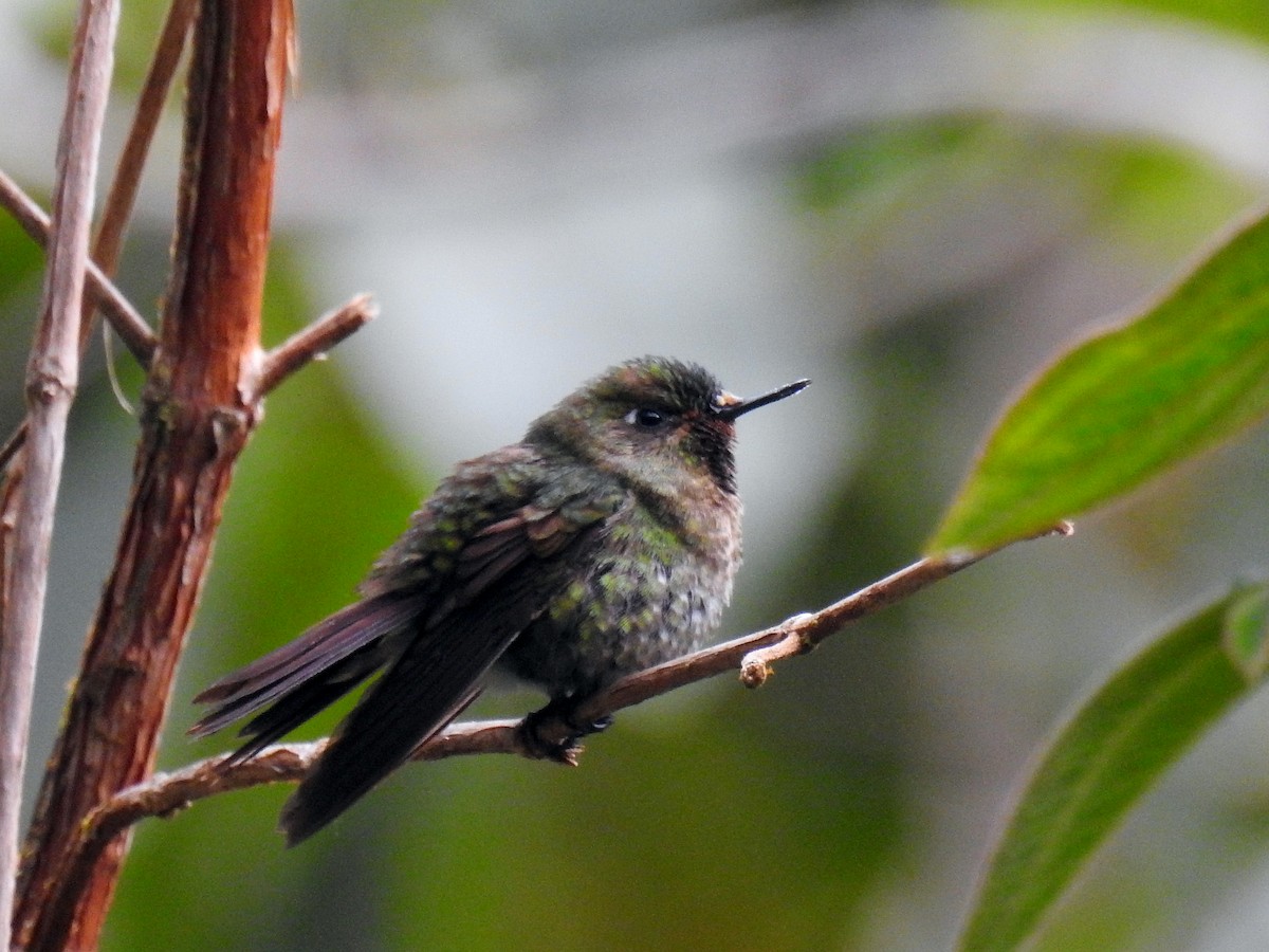 Tyrian Metaltail - Luis Rodriguez