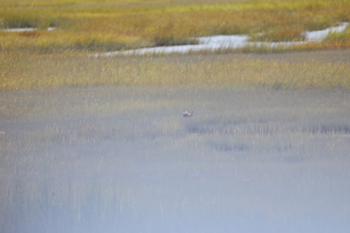 Tricolored Heron - ML175126431