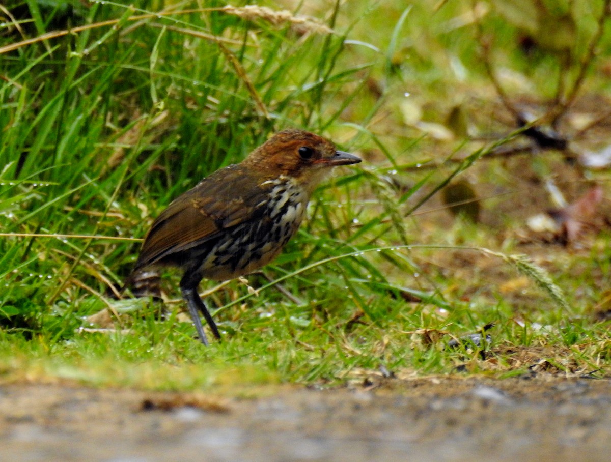 Chestnut-crowned Antpitta - ML175126561